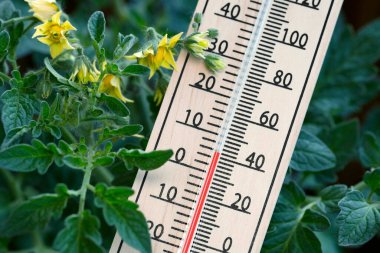 Termometrenin yanındaki çiçekli domates bitkisinin yakın plan çekimi, sıcaklığın yaklaşık 5 derece olduğunu, gece ayazının veya soğuk havanın genç domates bitkilerine zarar verebileceğini ve mahsulü azaltabileceğini gösteriyor..