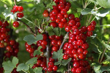 Olgun kırmızı üzümler çalılara tutunur, sulu kırmızı yaz meyveleri arka planda kalır..