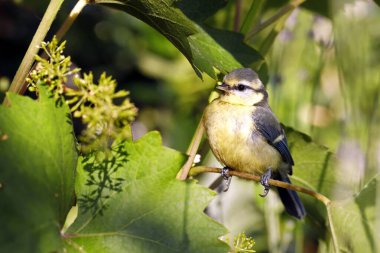 blue tit, cyanistes caeruleus, sitting on a grapevine leaf on summer, portrait of a bird in the vine.