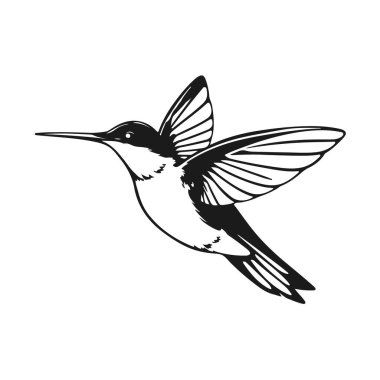 Sinekkuşu vektör sanatı, uçan kuş silueti, tropikal kuş tasarımı, vahşi doğa ikonu, egzotik hayvan çizimi