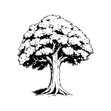 Ağaç çizimi, doğa ağacı çizimi, eski ağaç çizimi, ağaç silüeti sanatı, detaylı siyah-beyaz vektör tarzında yeşil ağaç tasarımı