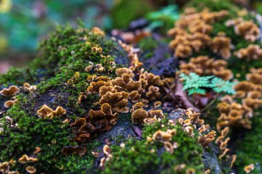 Ağaç tepesinde mantar ve yeşil yosun