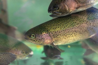 Sal için akvaryumda alabalık.