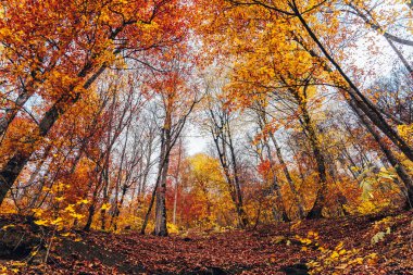 Colorful autumn forest during the da