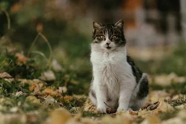 Cat Sits Yellow Leaves Autum — Stock Photo, Image