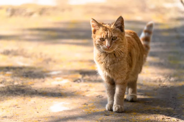 Red Cat Walks Cit —  Fotos de Stock