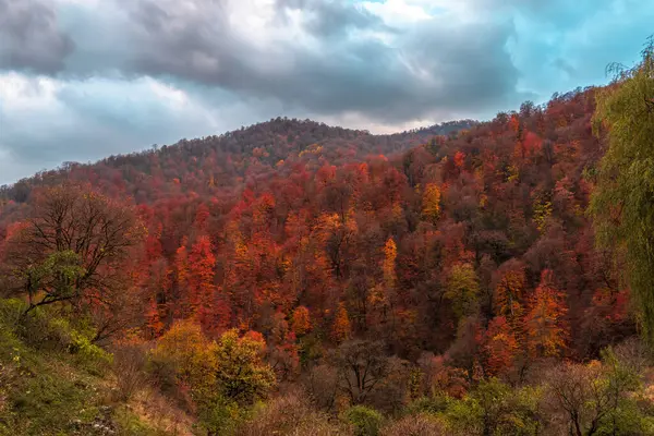 Floresta Outono Nas Montanhas Sob Nuvem — Fotografia de Stock