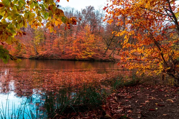 stock image Forest and lake in autum