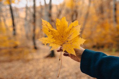 Hanında sonbahar yaprakları tutan bir kadın