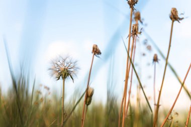 Bahçede olgun karahindibalar.