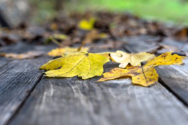 ahşap tahta üzerinde sonbahar yaprakları