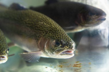 Sal için akvaryumda alabalık.