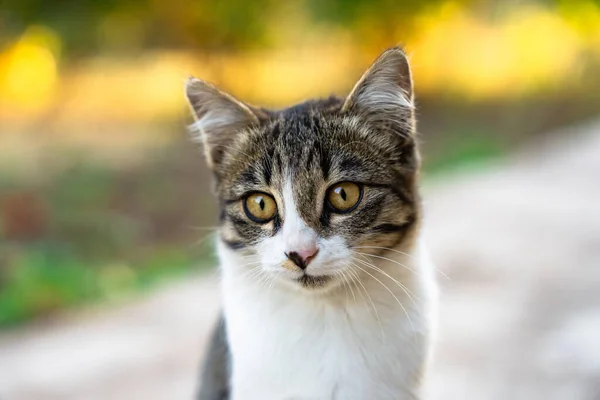 Gato Cinzento Olha Para Lado Stree — Fotografia de Stock