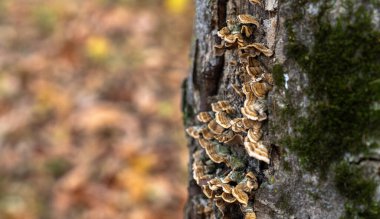 Yosun ve mantarlar bir trenin kabuğunda büyüdü.
