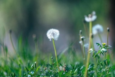 Karahindiba, makro yakın çekim.