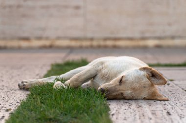 Akşamları köpek dışarıda uyuyor.