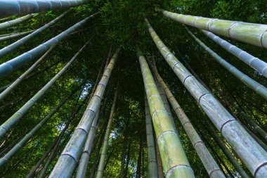 Bambu ormanı, üst manzara. Yeşil Fores