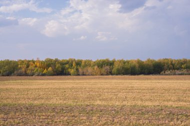 Field and forest during the da