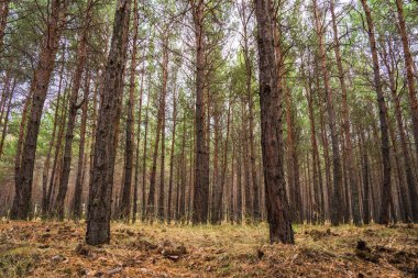 Genç çam ormanı boyunca
