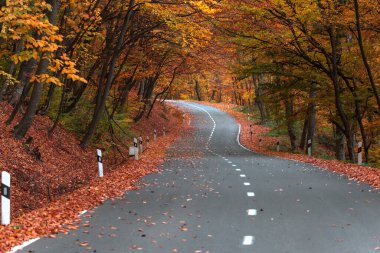 Asfalt yolu, sonbahar ormanı boyunca uzanıyor.