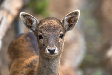 Hayvanat bahçesindeki genç geyik.