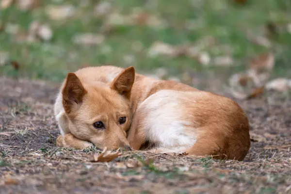 Kızıl Carolina Köpeği Yerde Yatıyor Stok Fotoğraf