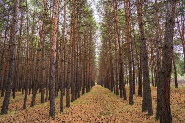 Genç çam ormanı boyunca