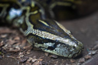 Büyük, güzel bir yılan.
