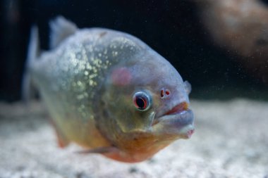 Akvaryumdaki yırtıcı piranha.