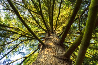 Kaotik dalları olan dev bir ağaç yükselir.