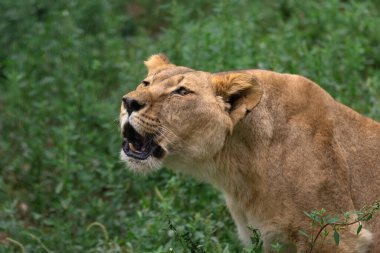 Ormandaki dişi aslan...