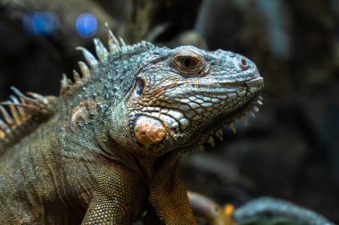 Sivri uçlu yeşil kertenkele.