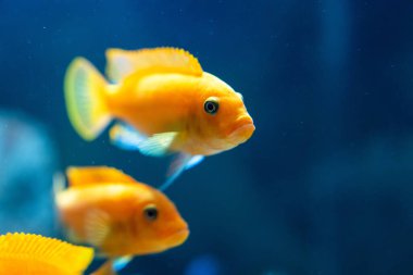 Akvaryumdaki güzel balıklar