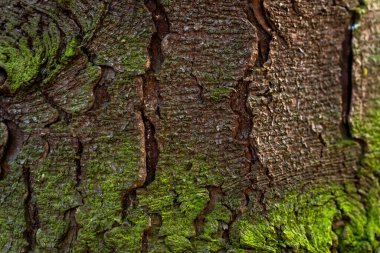 Ön taraftaki ağaç gövdesinde yeşil yosun.