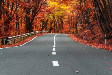 Asfalt yolu, sonbahar ormanı boyunca uzanıyor.