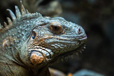 Sivri uçlu yeşil kertenkele.