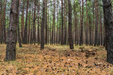 Genç çam ormanı boyunca
