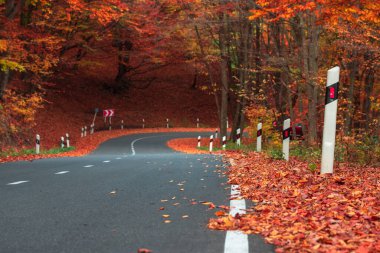 Asfalt yolu, sonbahar ormanı boyunca uzanıyor.
