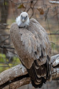 Griffon akbabası bir dalda