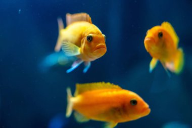 Akvaryumdaki güzel balıklar