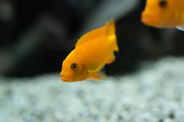 Sunlit Swimmer: Yellow Fish Gliding Through Water