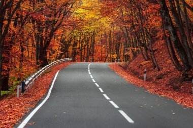 Golden Canopy Lane: Sonbahar Kırmızı-Sarı Ağaçlarla kaplı Yol
