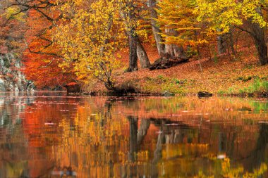 Güzel sonbahar ormanı, gölün yanında sarı-kırmızı renkler, suya yansıyor.