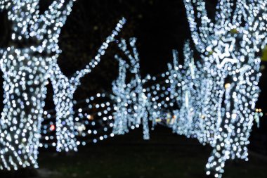 Beyaz Noel ışıklarıyla süslenmiş ağaçlar