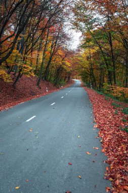 Sonbahar ağaçlarıyla kaplı bir yol, nefes kesici bir manzara, düşen yapraklar.