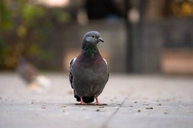 Güvercinler İlleri