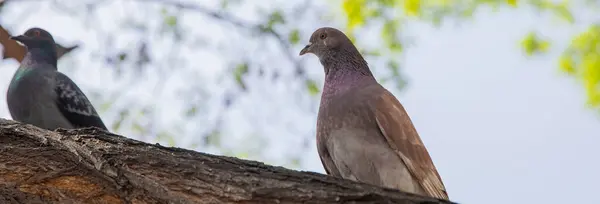 Wild gray doves on a tree trun