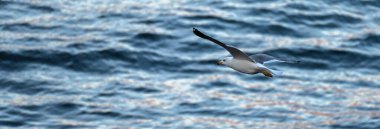 Akşamları gölün üzerinde uçan bir martı.