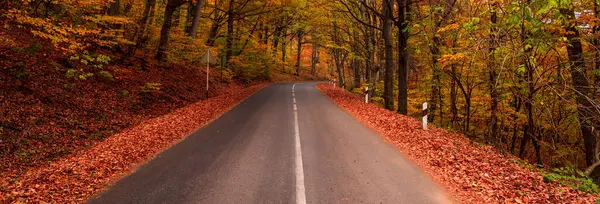 Asfalt yolu renkli sonbahar önlerinden geçer.