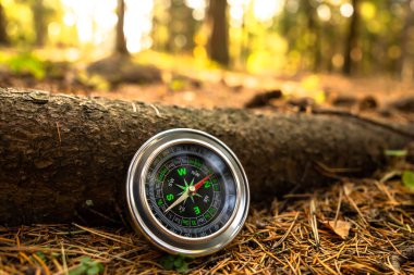 Orman çimlerinde gezgin pusulası